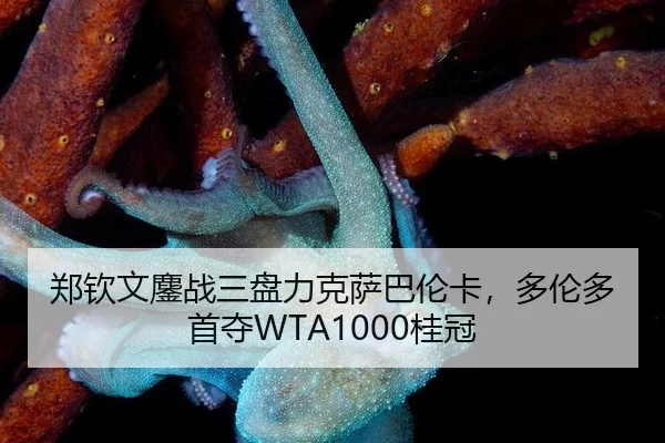 郑钦文鏖战三盘力克萨巴伦卡，多伦多首夺WTA1000桂冠